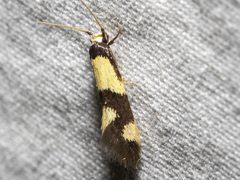 Opogona comptella