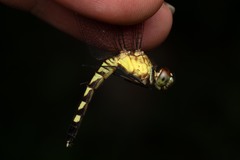 Erythrodiplax fervida