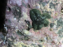 Asteriidae