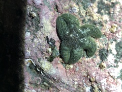 Asteriidae