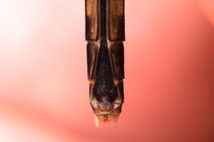 Erythrodiplax fervida