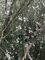 Retama monosperma
