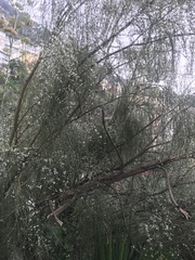 Retama monosperma