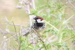 Passer hispaniolensis
