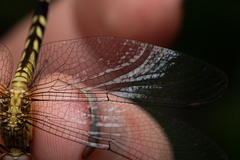 Erythrodiplax fervida