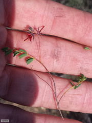 Indigofera dillwynioides