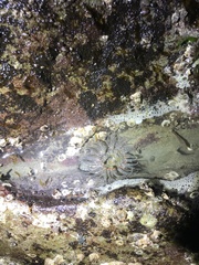 Anthopleura artemisia