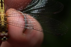 Erythrodiplax fervida