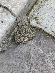 Bufotes viridis sitibundus