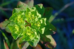Euphorbia helioscopia