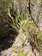 Dracophyllum longifolium