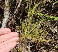 Dracophyllum longifolium