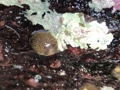 Acanthodoris nanaimoensis