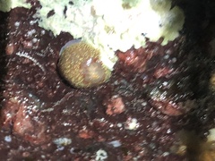 Acanthodoris nanaimoensis