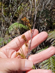 Dracophyllum longifolium
