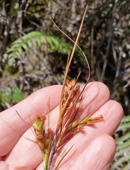 Dracophyllum longifolium