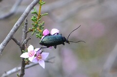Boronia inornata