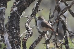 Acanthiza uropygialis