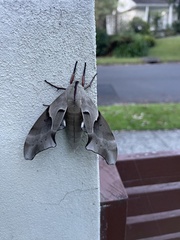 Coequosa australasiae