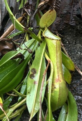 Nepenthes alata