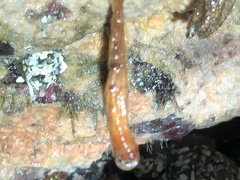 Styela montereyensis