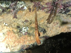 Styela montereyensis