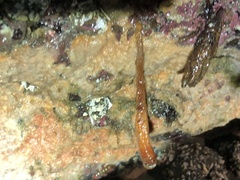 Styela montereyensis