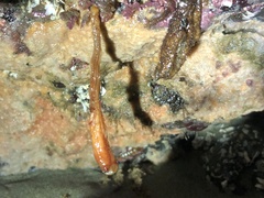 Styela montereyensis