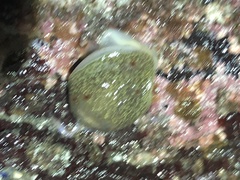Acanthodoris nanaimoensis