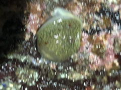 Acanthodoris nanaimoensis
