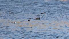 Fulica atra