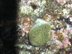 Acanthodoris nanaimoensis
