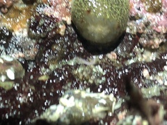 Acanthodoris nanaimoensis