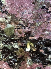 Acanthodoris nanaimoensis