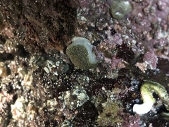 Acanthodoris nanaimoensis