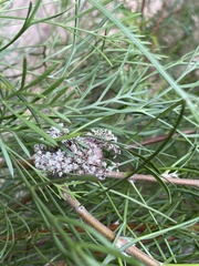 Isopogon dawsonii