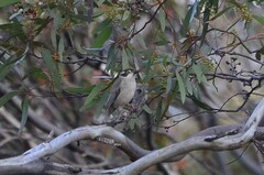 Melithreptus brevirostris