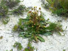 Taraxacum serotinum