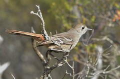 Drymodes brunneopygia