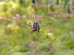 Araneus nordmanni
