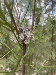 Isopogon anethifolius