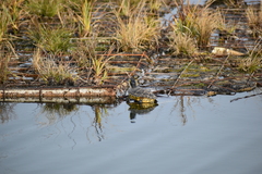 Pseudemys peninsularis