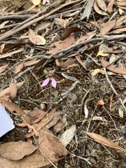 Eriochilus cucullatus