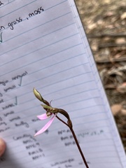 Eriochilus cucullatus