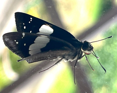 Notocrypta