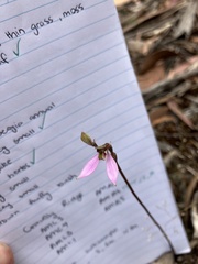 Eriochilus cucullatus