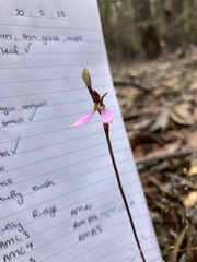 Eriochilus cucullatus