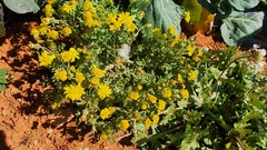 Senecio vernalis