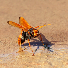 Cryptocheilus australis