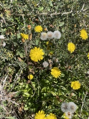Crepis vesicaria